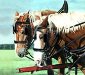 Draft Horse, Equine Art - Working Mothers